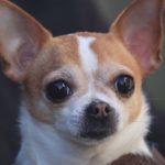 The short-haired deer head Chihuahua has the same body structure but a thinner and shinier coat.