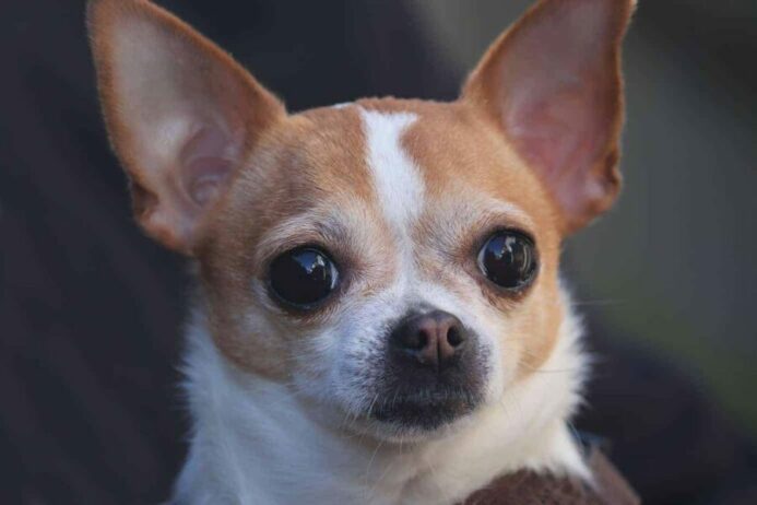 The short-haired deer head Chihuahua has the same body structure but a thinner and shinier coat.