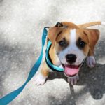 Boxer puppy looks at owner during dog walk. Work with your dog to get his focus during dog walks.
