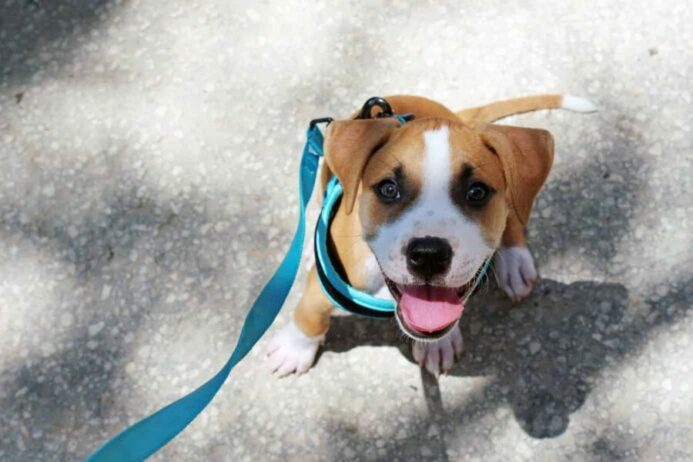 Boxer puppy looks at owner during dog walk. Work with your dog to get focus during dog walks.