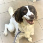 Happy Pipit, an English Springer Spaniel trained to detect rats on ships.