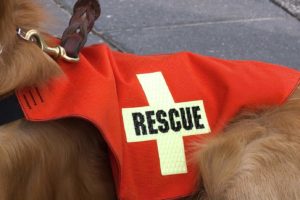 Following natural disasters, dogs often play a significant role both by serving as search and rescue dogs and by providing emotional support.