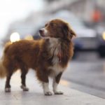 Stray dog stands on busy street