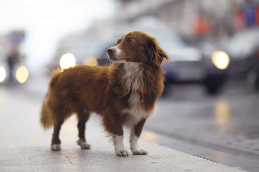 Stray dog stands on busy street