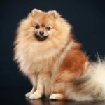 The German Spitz, with its foxlike face and fluffy double coat, is an easy-to-train dog who is eager to please.