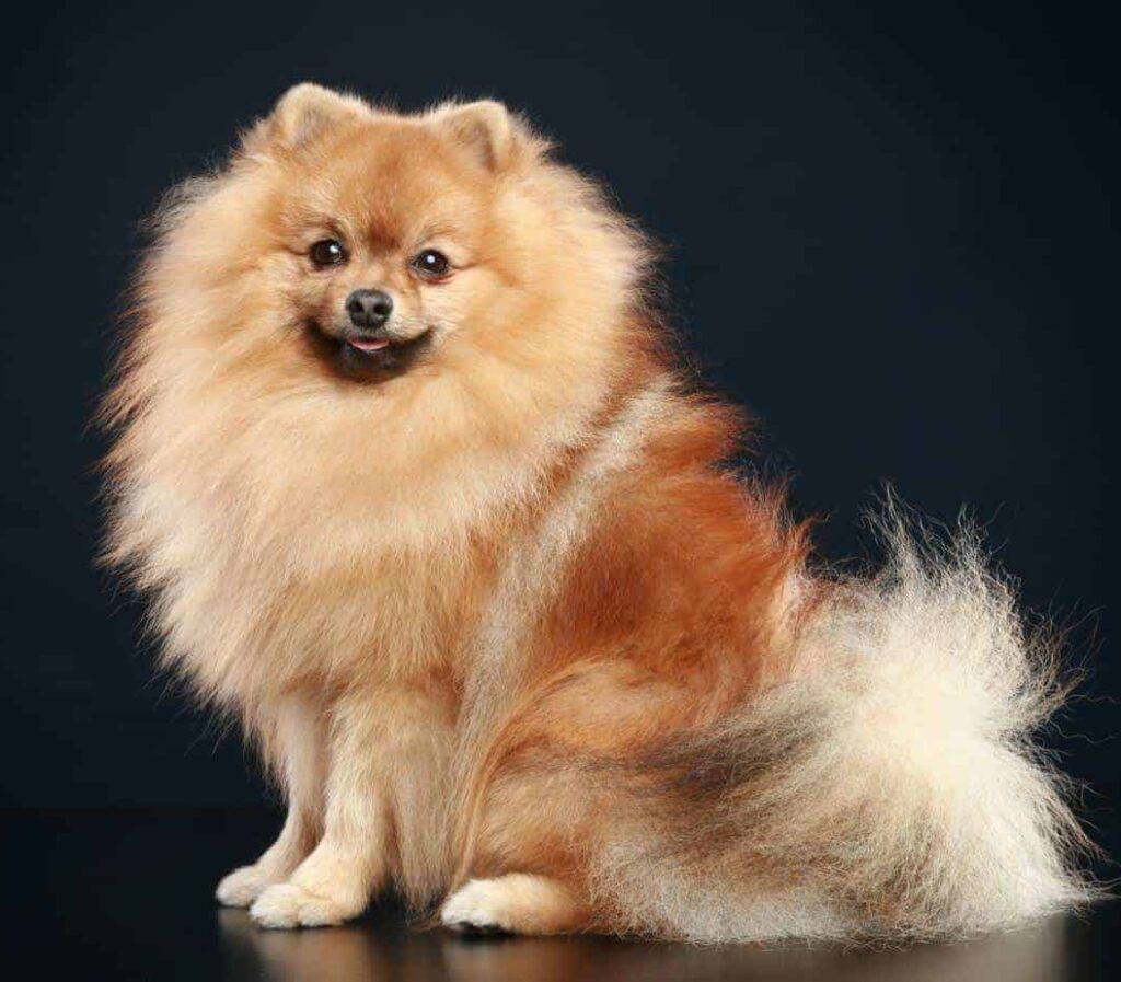 The German Spitz, with its foxlike face and fluffy double coat, is an easy-to-train dog who is eager to please.