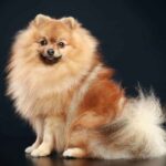 The German Spitz, with its foxlike face and fluffy double coat, is an easy-to-train dog who is eager to please.