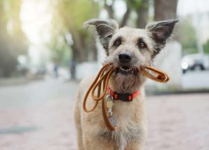 Dog holds leash in mouth while waiting for walk. Responsible dog owners walk their dogs every day.