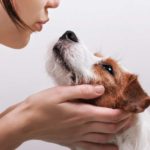 Woman gets ready to kiss Jack Russell Terrier. A crazy dog person isn't shy about getting doggie kisses. A crazy dog person isn't shy about getting doggie kisses.