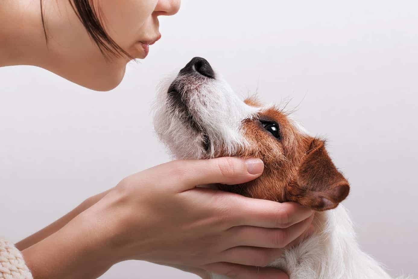 Woman gets ready to kiss Jack Russell Terrier. A crazy dog person isn't shy about getting doggie kisses. A crazy dog person isn't shy about getting doggie kisses.