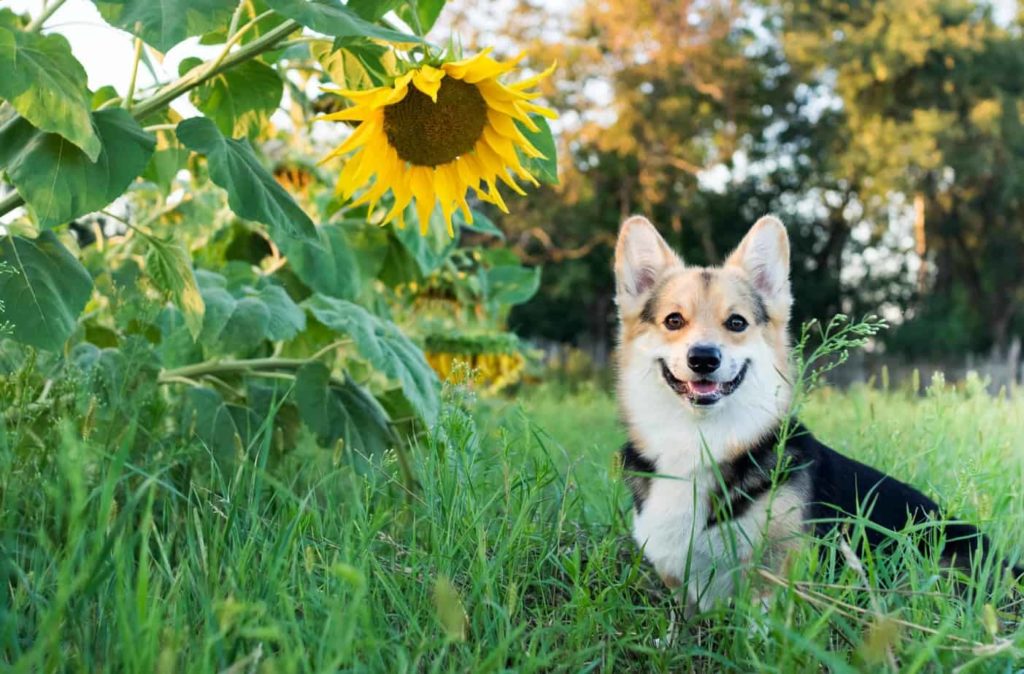 Happy corgi poses next to sunflower. Sunflowers are dog-safe plants that add vibrant color to any yard. 