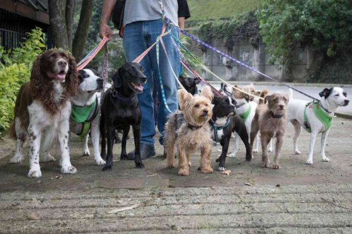 Dog walker controls several dogs.