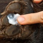 Owner applies ointment to dog's paw. Practice good paw care by using a balm or ointment to prevent your dog's paws from becoming rough or cracked.