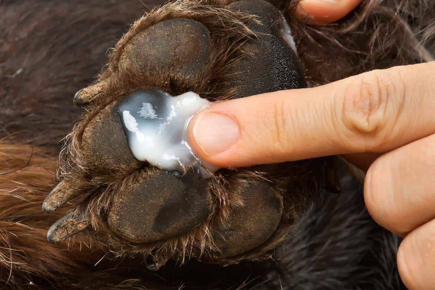 Owner applies ointment to dog's paw. Practice good paw care by using a balm or ointment to prevent your dog's paws from becoming rough or cracked.