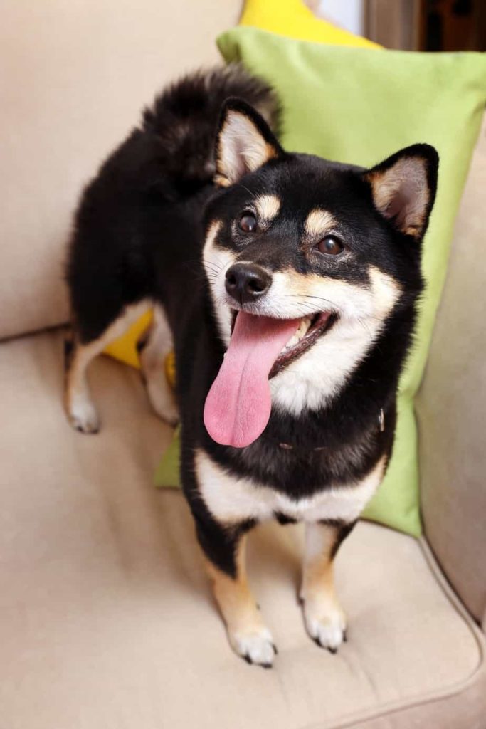 Happy Shiba Inu sits on couch. Use pet-friendly pest control to protect your dog.