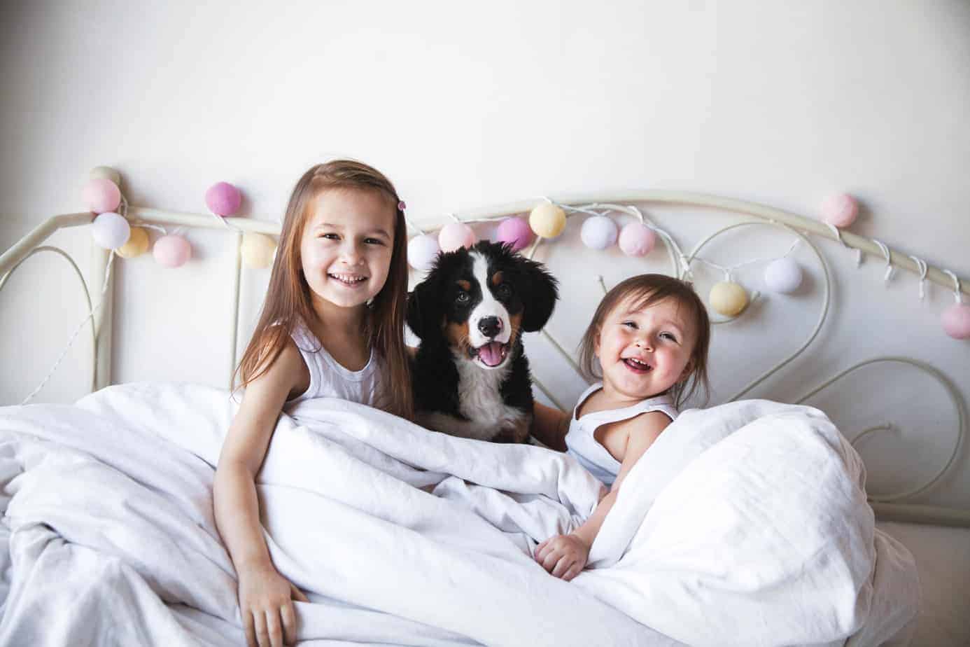 Two girls cuddle in bed with Bernese mountain dog puppy. The psychological benefits of owning a dog include teaching responsibility.