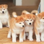 Cluster of four Akita puppies. The Akita has a royal pedigree to match its noble looks.