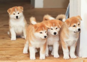 Cluster of four Akita puppies. The Akita has a royal pedigree to match its noble looks.