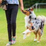Girl trains Australian Shepherd. Train Your Canine Dog Training Company has been training dogs for years and knows what approaches work and what don't.