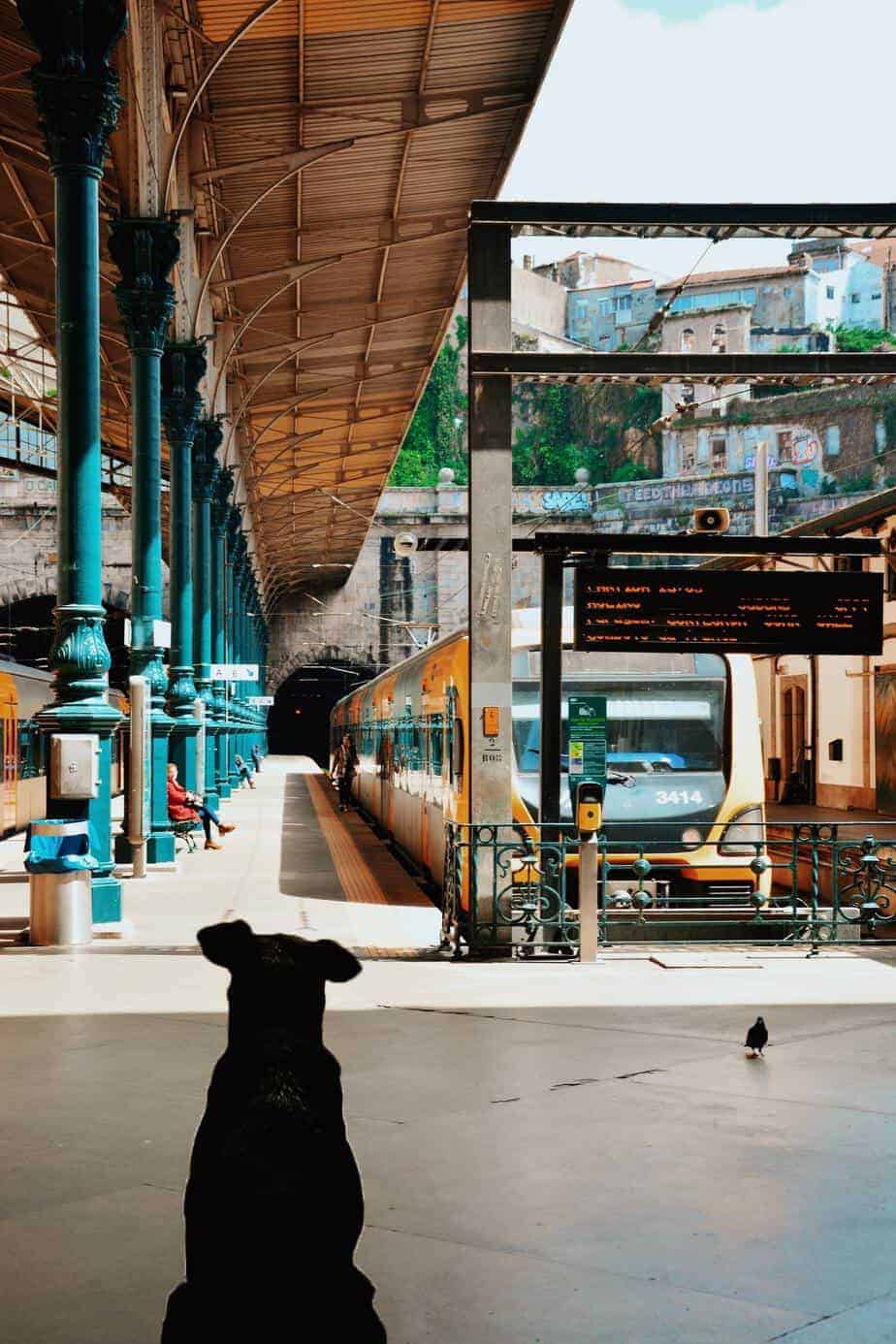 Black Labrador retriever waits for a train. Travel companies, airlines, and accommodation options are becoming increasingly pet-friendly and provide options for budget-friendly travel with dogs.