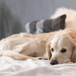 Sick golden retriever rests on bed. Golden retrievers are among the breeds prone to canine cancer.