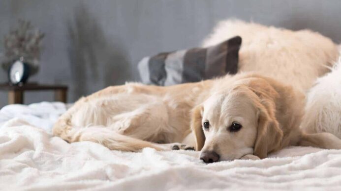 Sick golden retriever rests on bed. Golden retrievers are among the breeds prone to canine cancer.