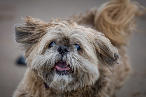 Old shih tzu runs on the beach. Canine Cognitive Dysfunction, also known as dog dementia, affects 50% of dogs 11 and older.