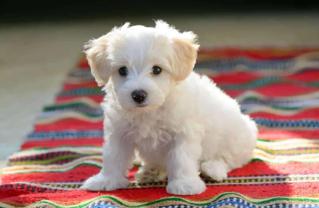 Maltese puppy sits on a striped rug. Creating a daily routine for dogs makes it easier to take care of them, potty train, and reduce separation anxiety fears.