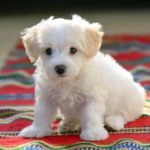 Maltese puppy sits on a striped rug. Creating a daily routine for dogs makes it easier to take care of them, potty train, and reduce separation anxiety fears.