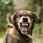 Angry dog bears his teeth. Dog bite dangers include rabies, tetanus, and MRSA.