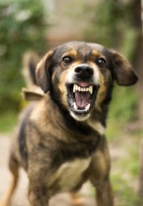 Angry dog bears his teeth. Dog bite dangers include rabies, tetanus, and MRSA.