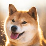 Smiling Shiba Inu. Provide dog health essentials to keep your pup happy and healthy.