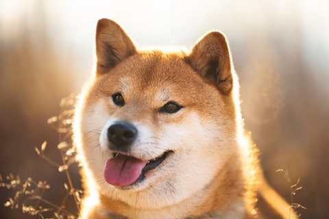 Smiling Shiba Inu. Provide dog health essentials to keep your pup happy and healthy.