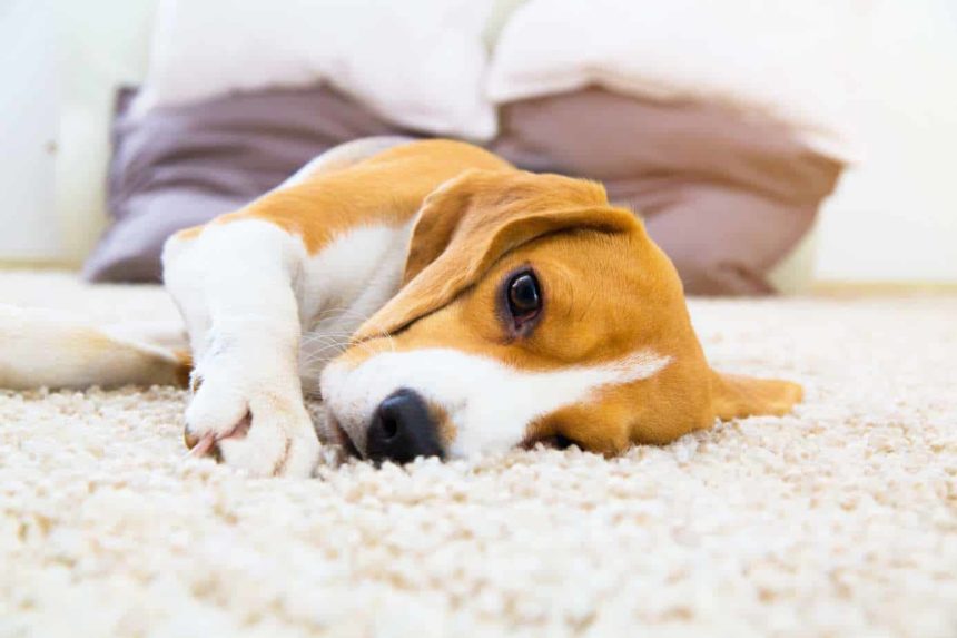 Sick beagle lies on the floor. Watch your pup for dog illness symptoms.