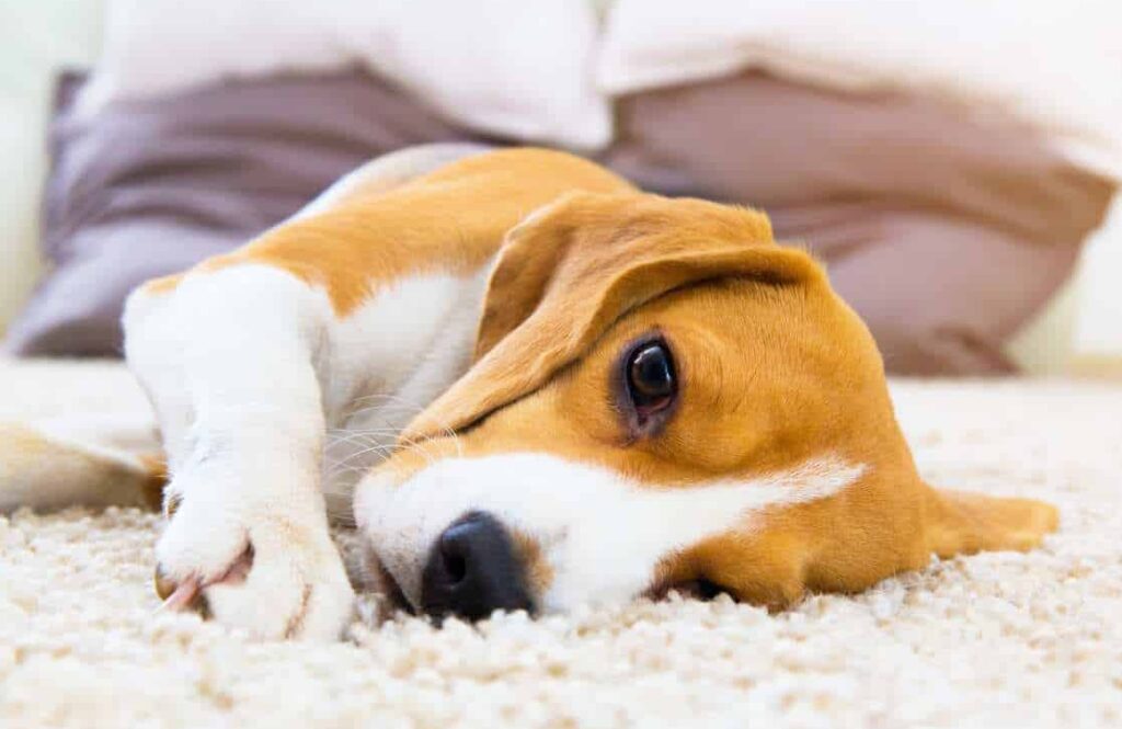 Sick beagle lies on the floor. Watch your pup for dog illness symptoms.