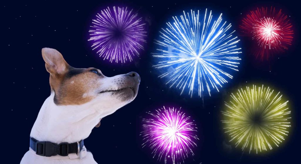 Photo illustration shows dog fireworks fear