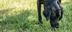 Black Labrador sniffs grass. Dogs eat poop for a variety of reasons.