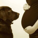 Chocolate Labrador retriever stares at owner's pregnant belly. Dogs sense pregnancy by smelling hormonal changes.