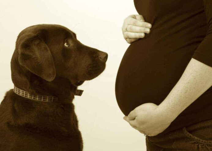 Chocolate Labrador retriever stares at owner's pregnant belly. Dogs sense pregnancy by smelling hormonal changes.