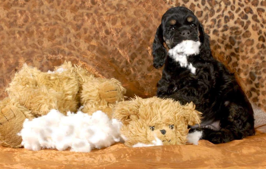 Black cocker spaniel sits on a couch with a destroyed toy. Stuffing from plush toys is a household danger for dogs.