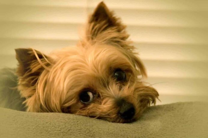 Sleepy Yorkshire terrier snuggles into blanket. Motivate a lazy dog to exercise by considering your dog's personality, and most importantly, any health issues that may cause your dog to be lazy.