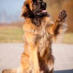 Leonberger puppies and adults are active dogs that need at least an hour of exercise each day. 