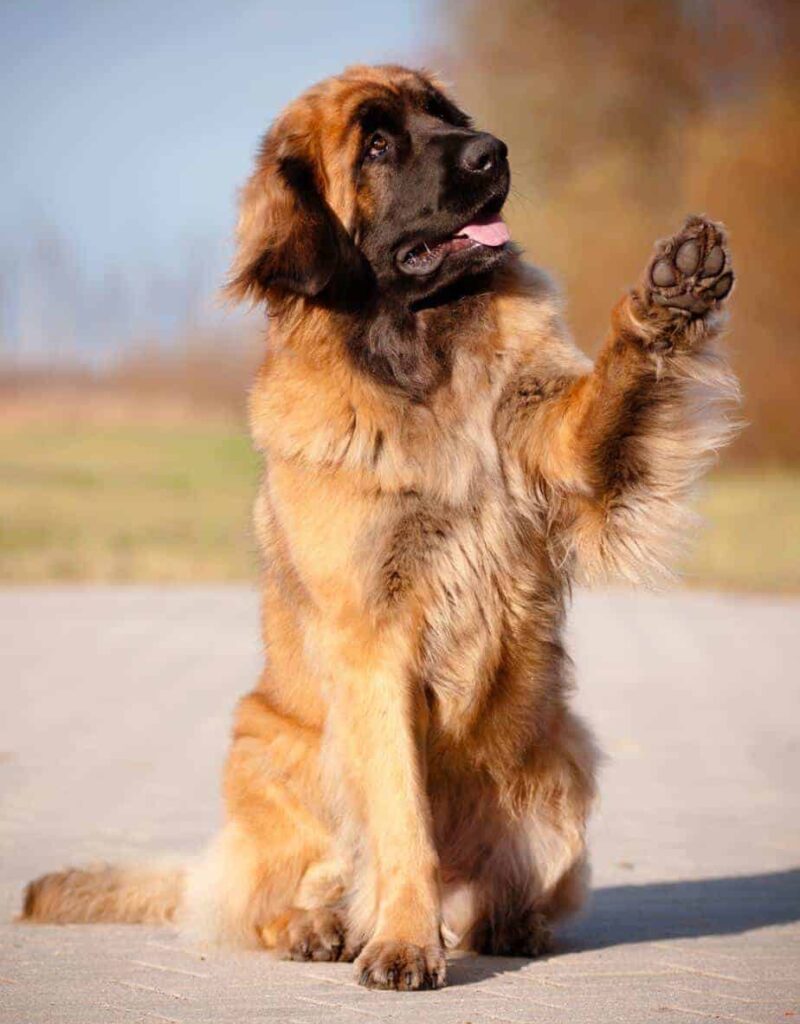 Leonberger puppies and adults are active dogs that need at least an hour of exercise each day.