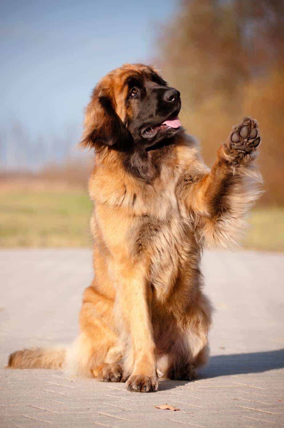 The Leonberger Is A Gentle Giant That Enjoys Spending Time With People