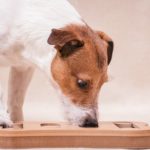 Jack Russell Terrier sniffs out treats in puzzle toy, which provides mental stimulation for dogs.
