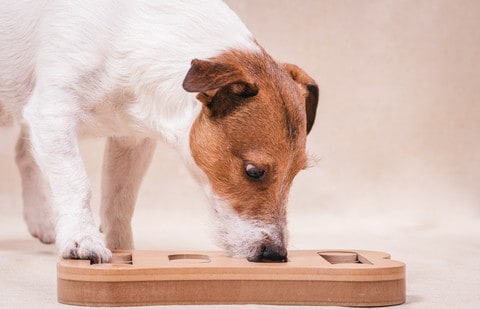 Jack Russell Terrier sniffs out treats in puzzle toy, which provides mental stimulation for dogs.