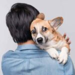Man holds nervous corgi. Studies show owners stress dogs.