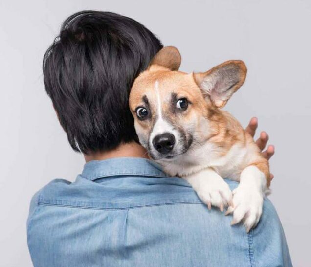 Man holds nervous corgi. Studies show owners stress dogs.