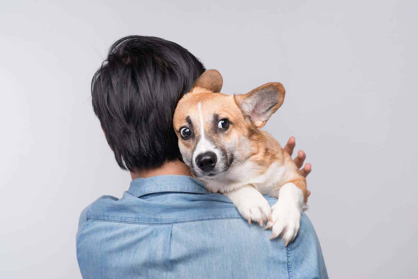 Man holds nervous Corgi. Studies show owners stress dogs.