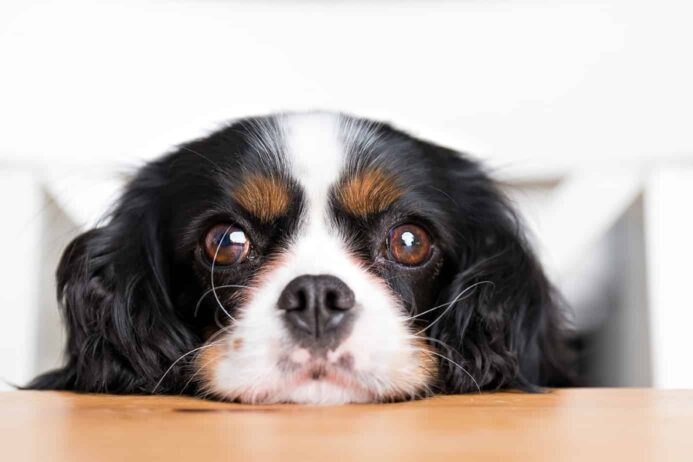 Cavalier King Charles Spaniel gives his owner puppy dog eyes, a powerful dog facial expression.